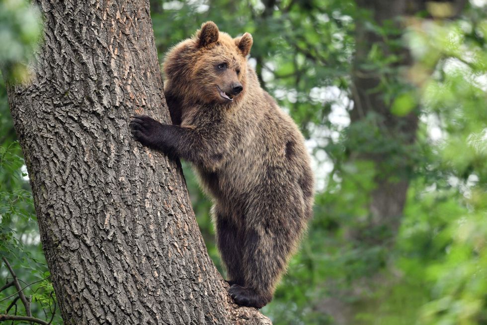 A bear climbs a tree