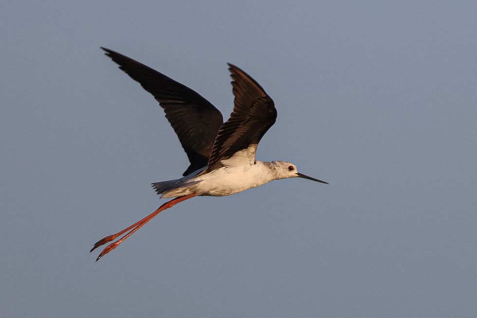 A Black-winged stilt