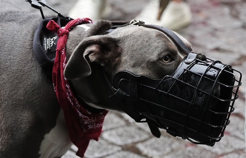 A close up of an XL bully, wearing a black muzzle