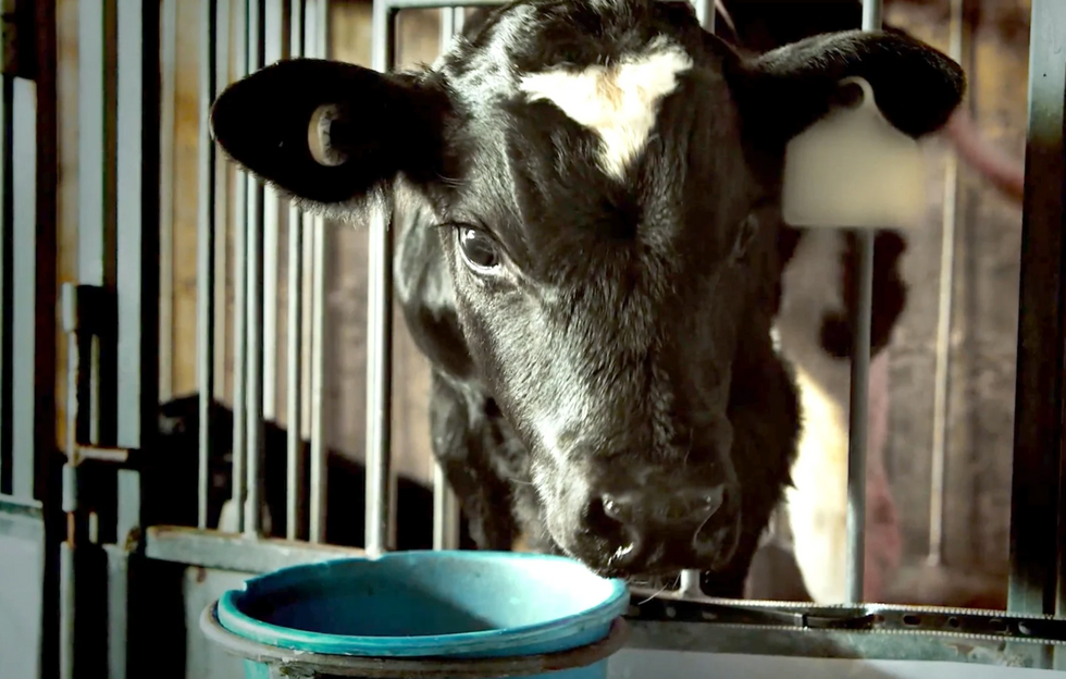 A cow in the Viva! anti-dairy advert