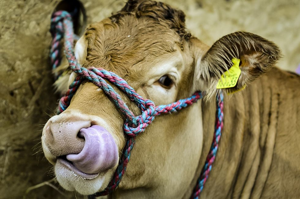 A cow licks it's nose while relaxing in the cattle shed on day two at the Royal Cornwall Show