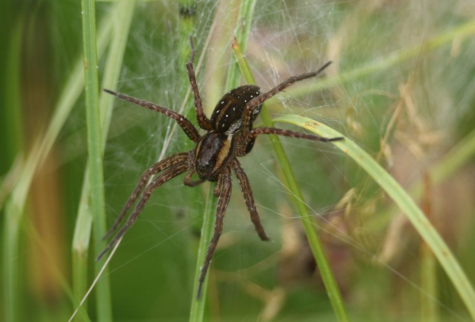 Chester Zoo releases giant spiders - Figure 3