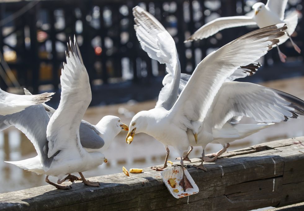 A generic image of seagulls fighting over chips