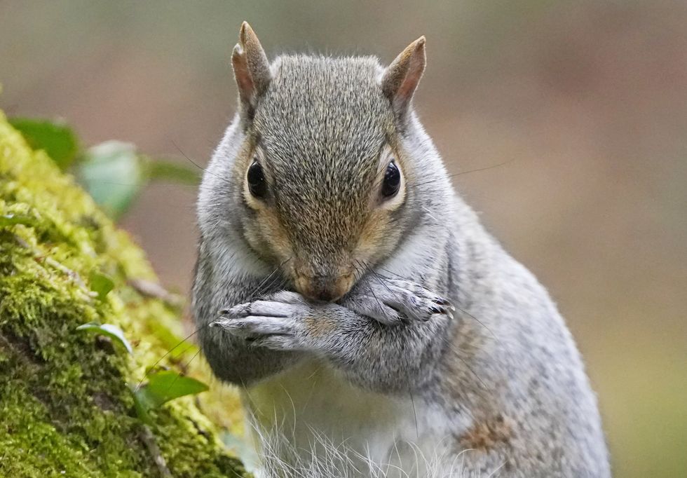 A grey squirrel in Bushy park Dublin