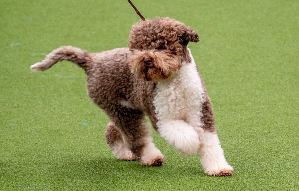 A lagotto romagnolo