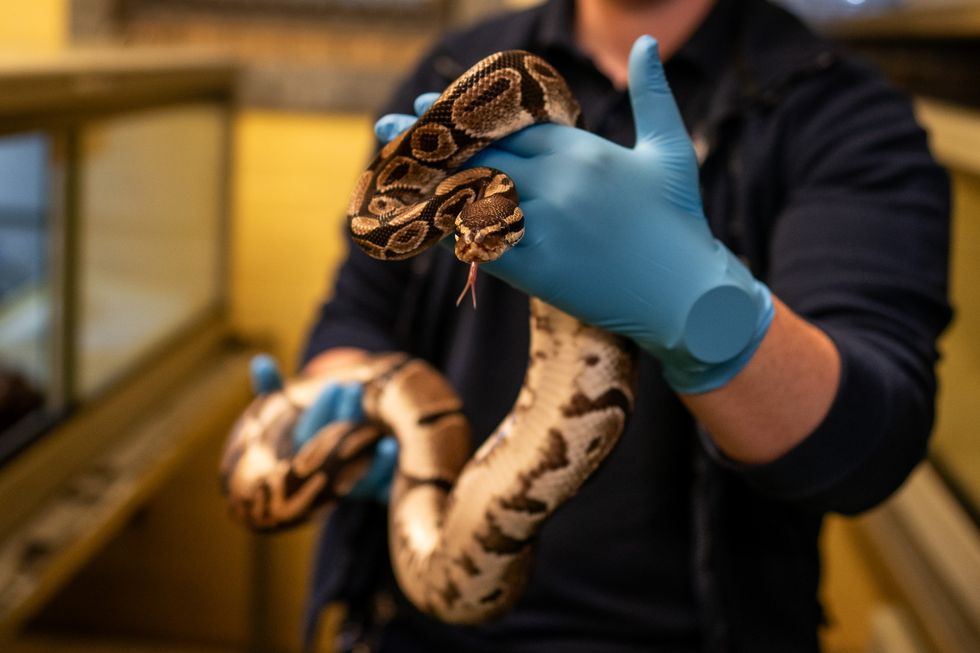 A Royal Python (file pic)