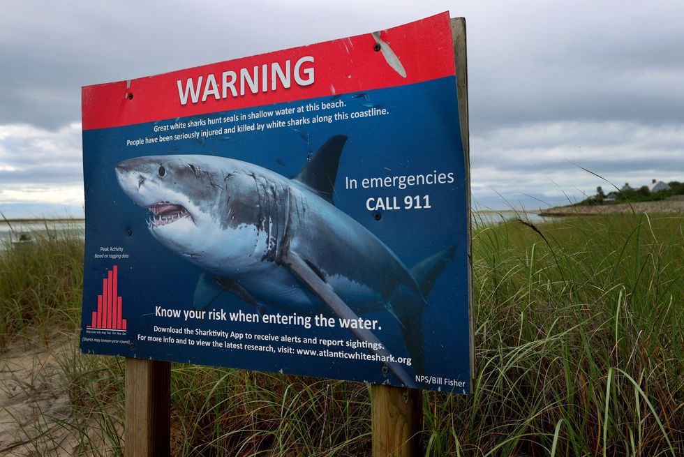 A shark warning sign by a beach in Cape Cod