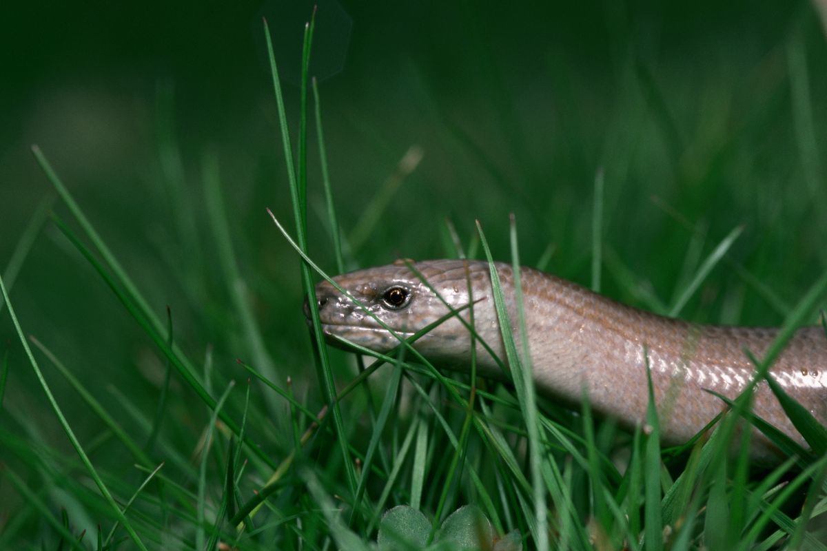 ​A slow worm