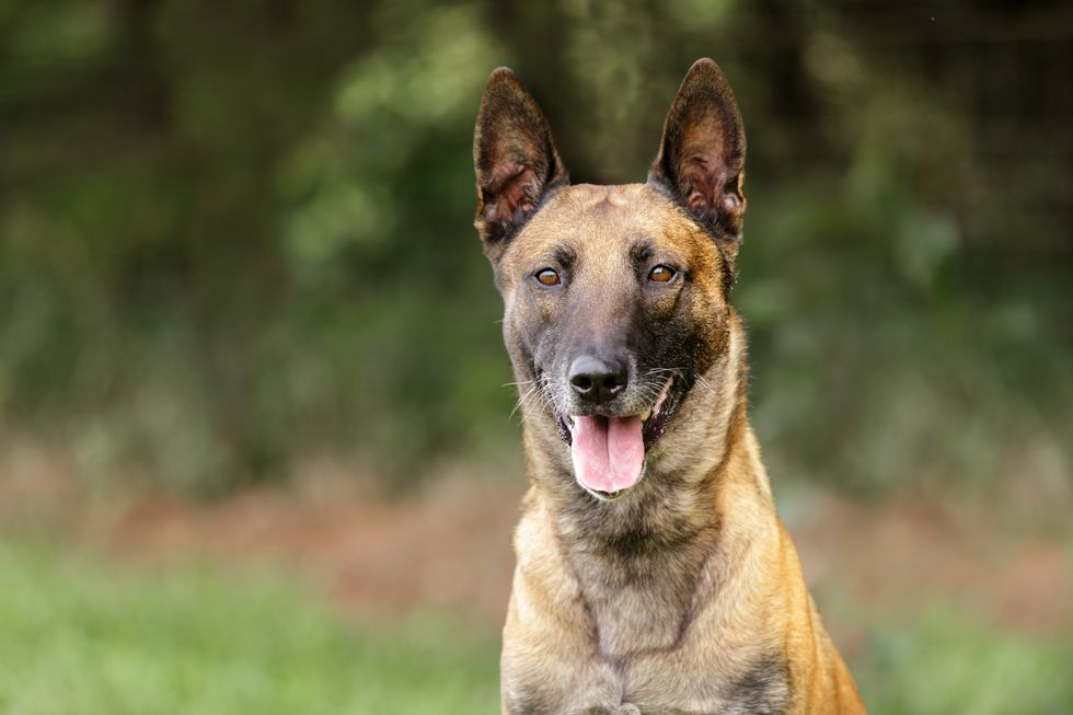 A stock image of a Belgian Malinois