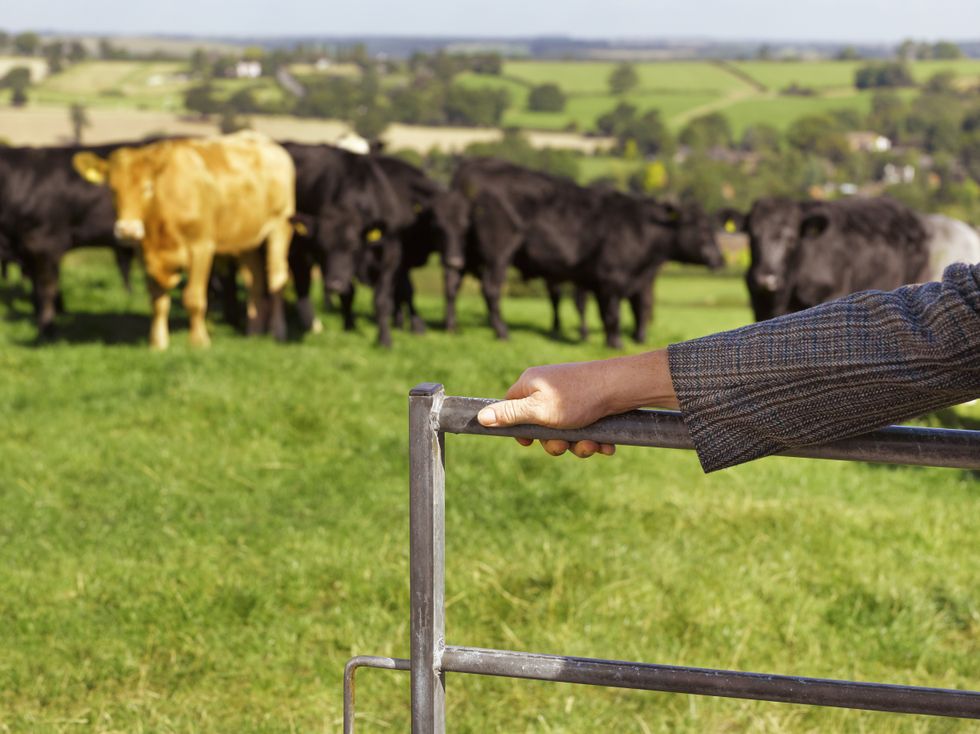 A stock image of a farmer opening a gate