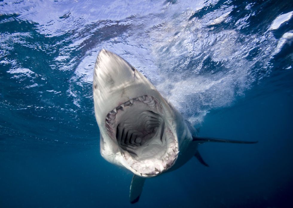 A stock image of a Great White Shark