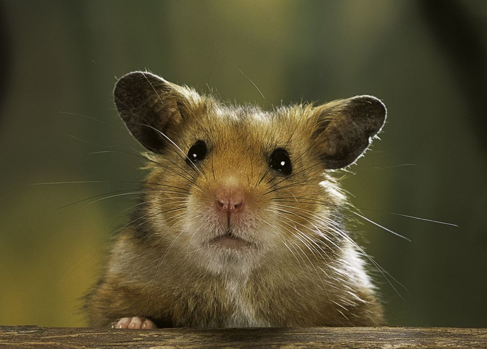 A stock image of a hamster