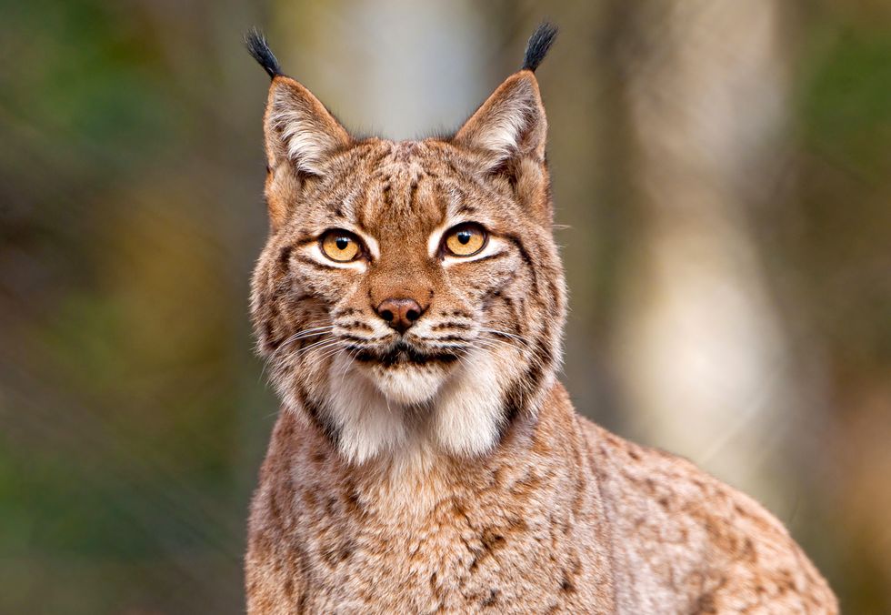 A stock image of a lynx