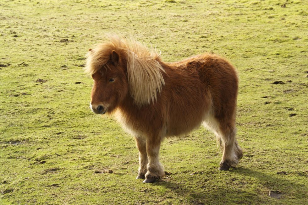 A stock image of a Shetland pony