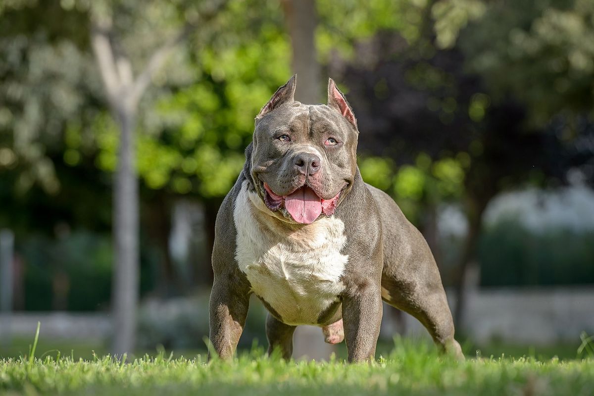 A stock image of an American Bully XL