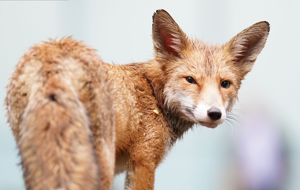 A wet fox near Southwark Crown Court