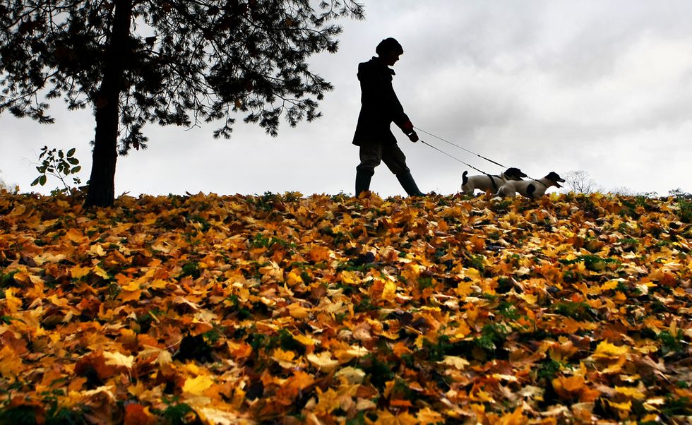 A woman walking two dogs in the countryside