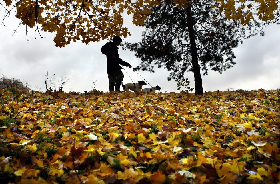 A woman walks her dogs through leaves in Birmingham's Redhouse