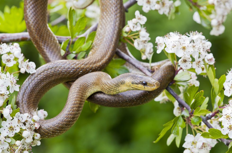 Aesculapian snake