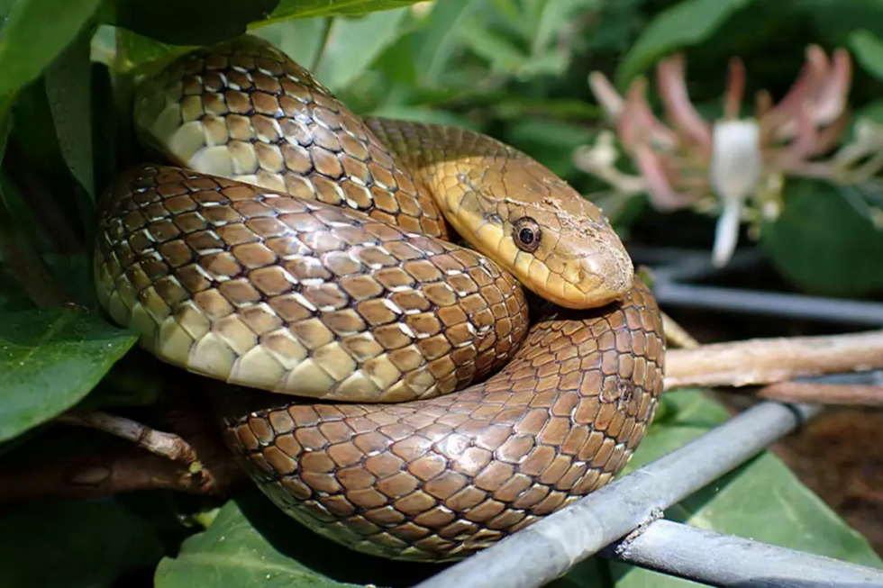 Aesculapian snake