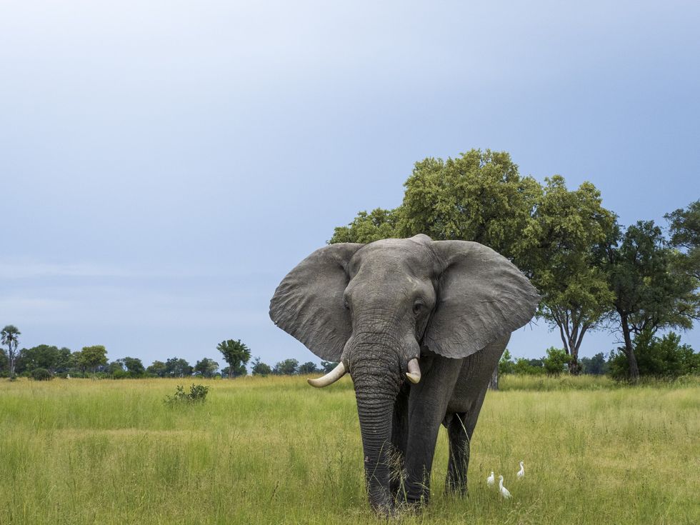 African savanna elephant