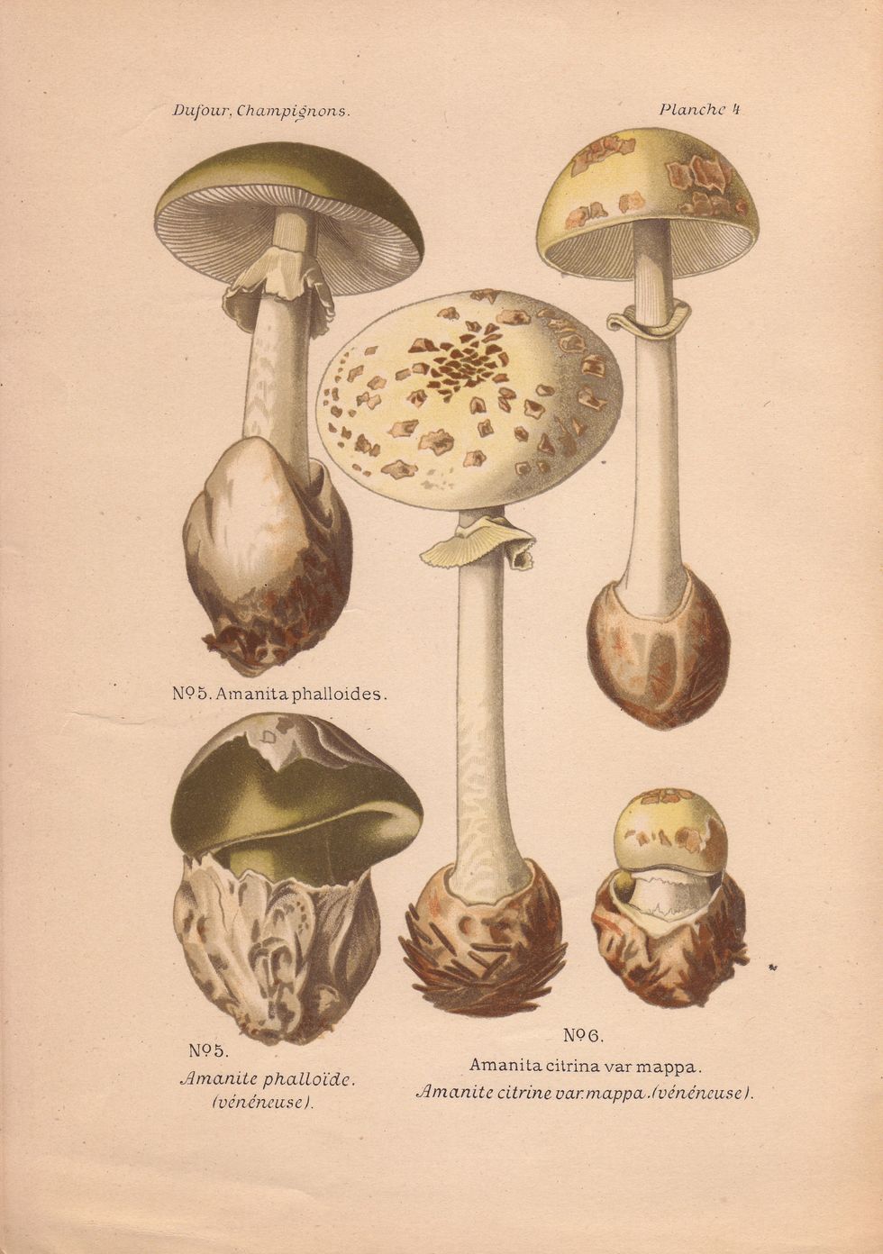 amanita phalloides