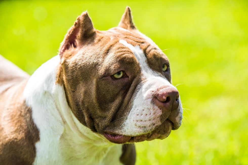 American Bully dog