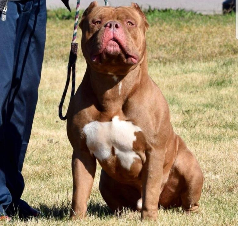 American XL Bully ban revealed in full as dogs will be illegal within 3  months