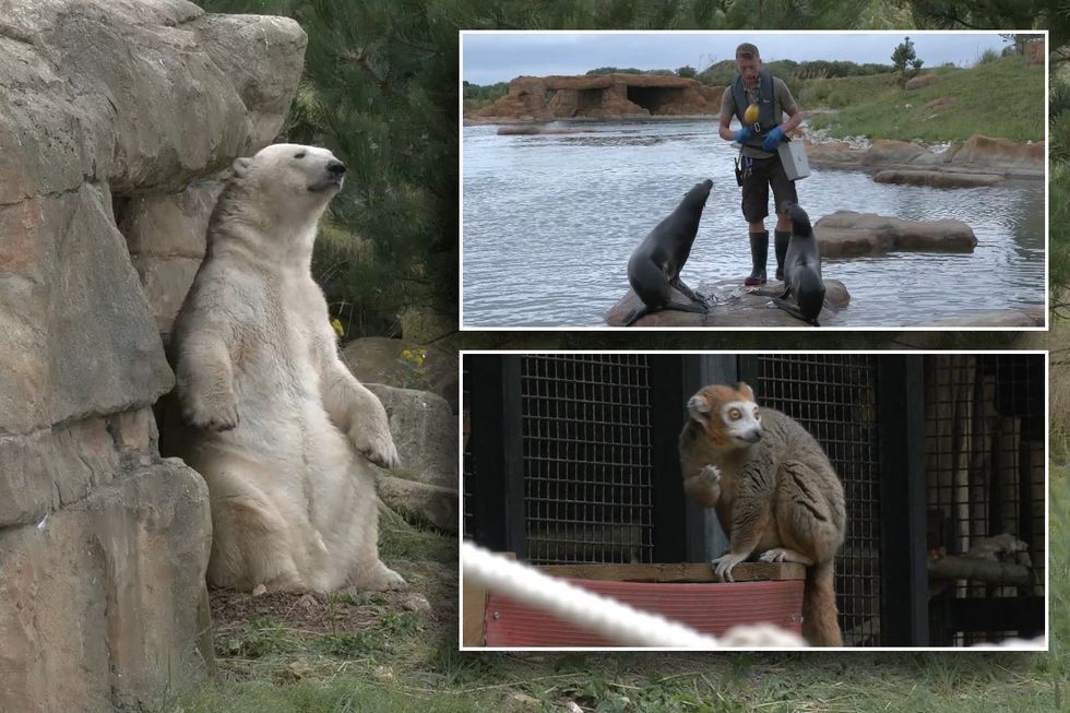 Animals at Yorkshire Wildlife Park