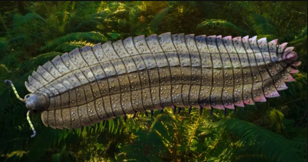 Arthropleura 