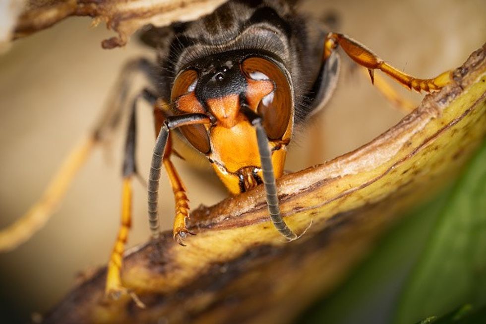 Asian Hornet