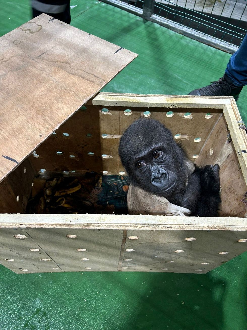 Baby gorilla