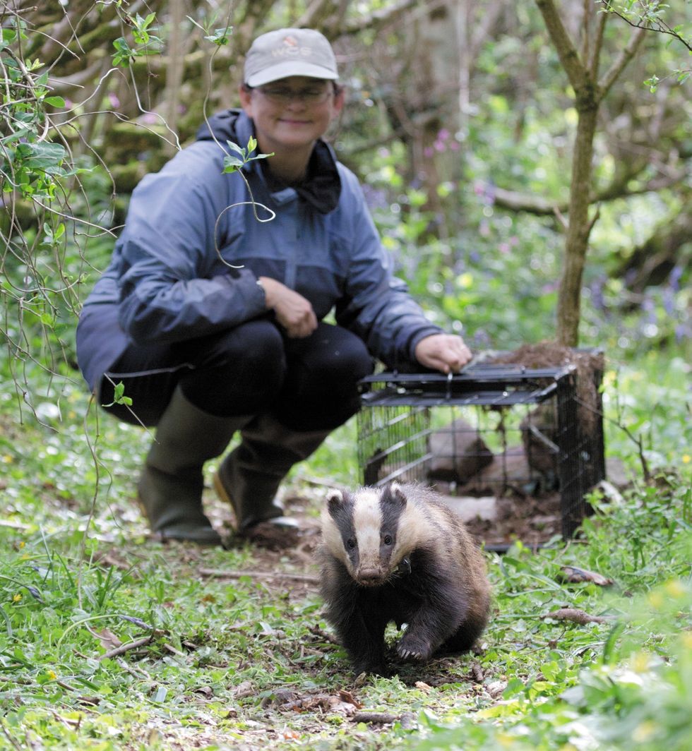 Badger being released into the wildu200b