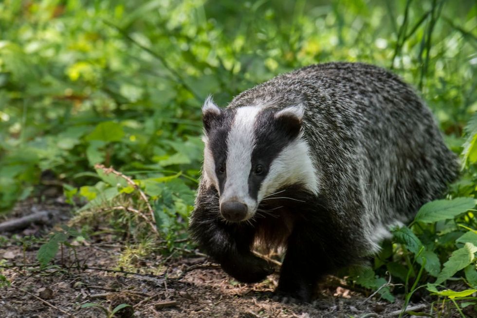 Badger 