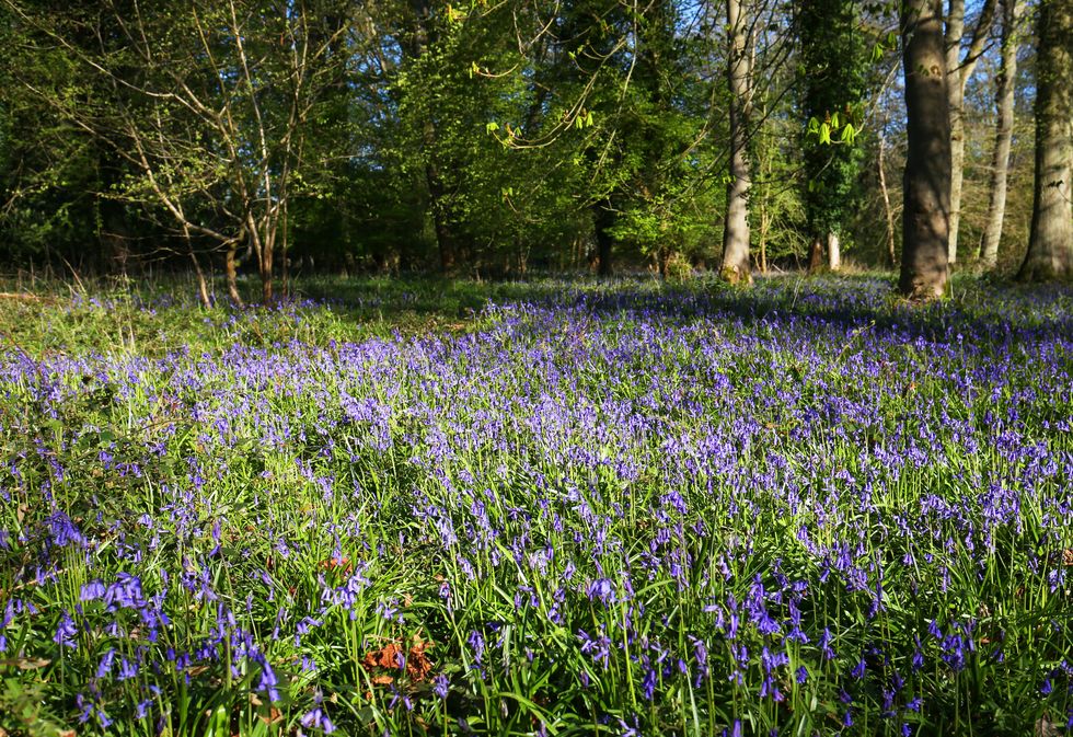 Basildon Park