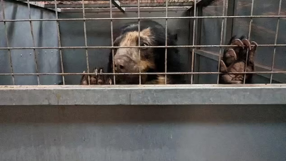 Bear behind bars