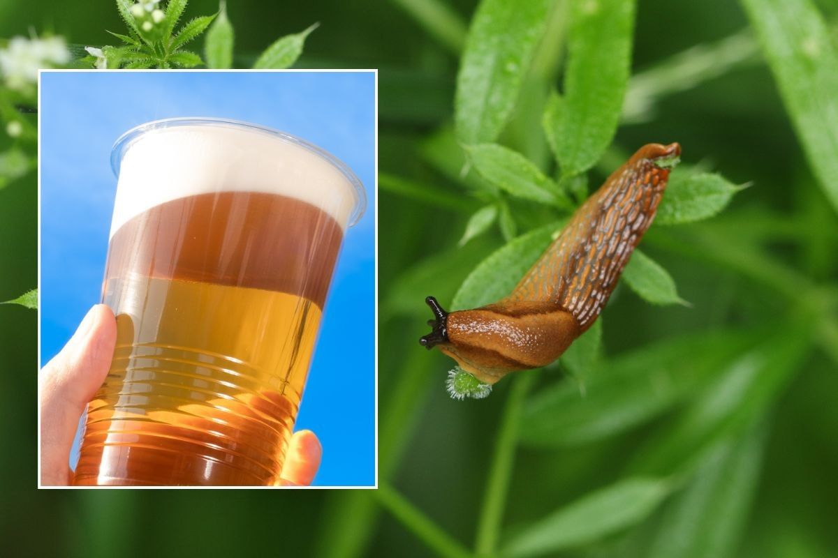 Beer / Slug