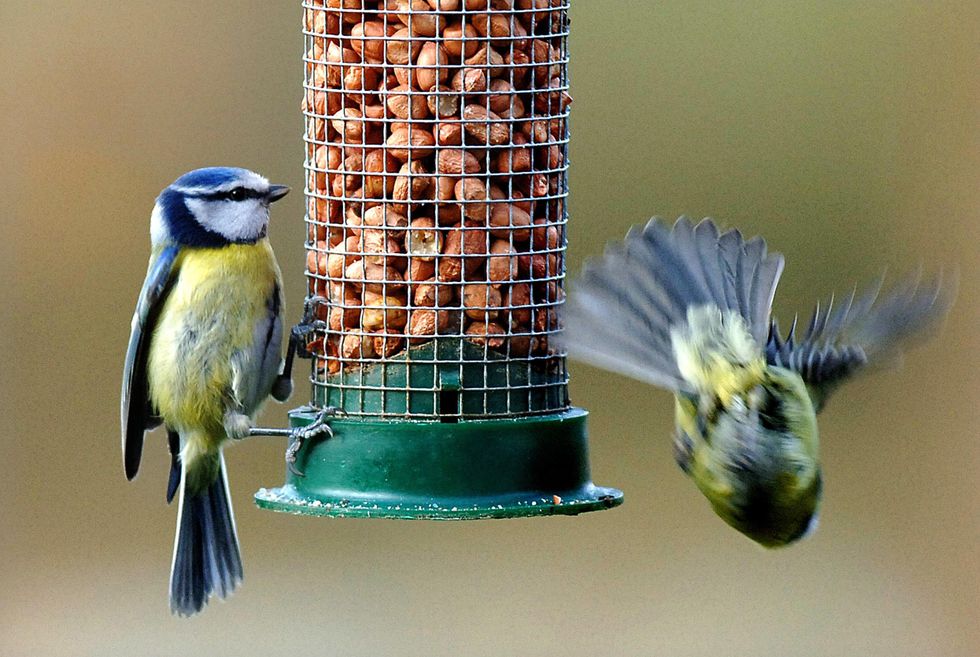 Bird feed