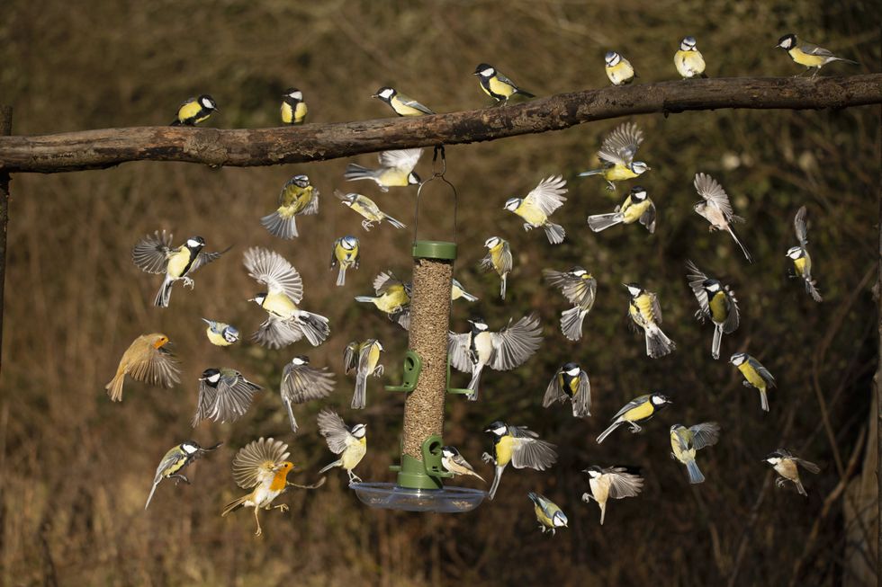 Bird feeding