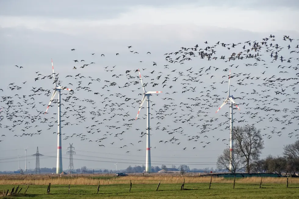 Birds near wind turbines