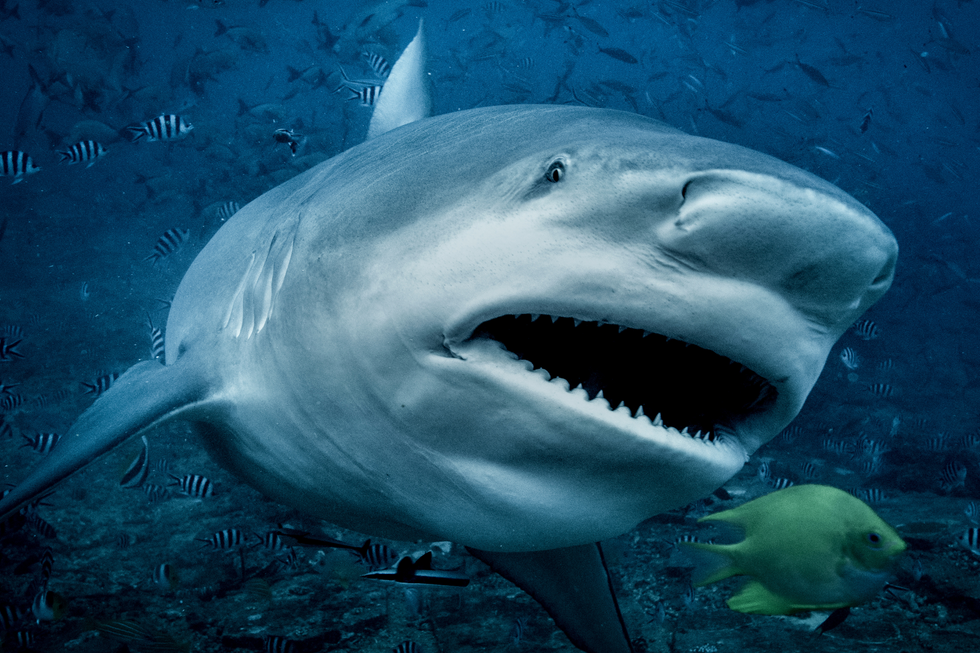 Bull Shark