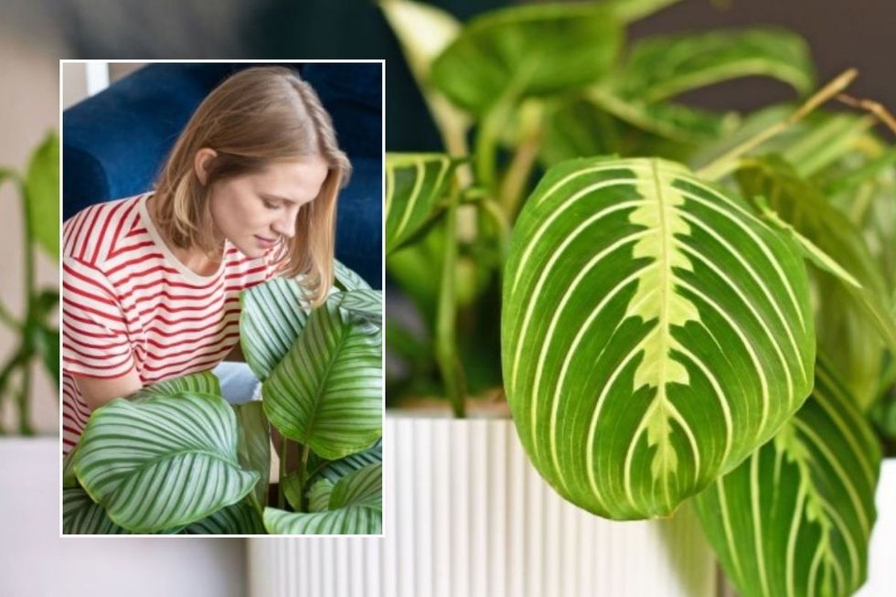 ‘My calathea has began sprouting new expansion since I switched up my watering method’