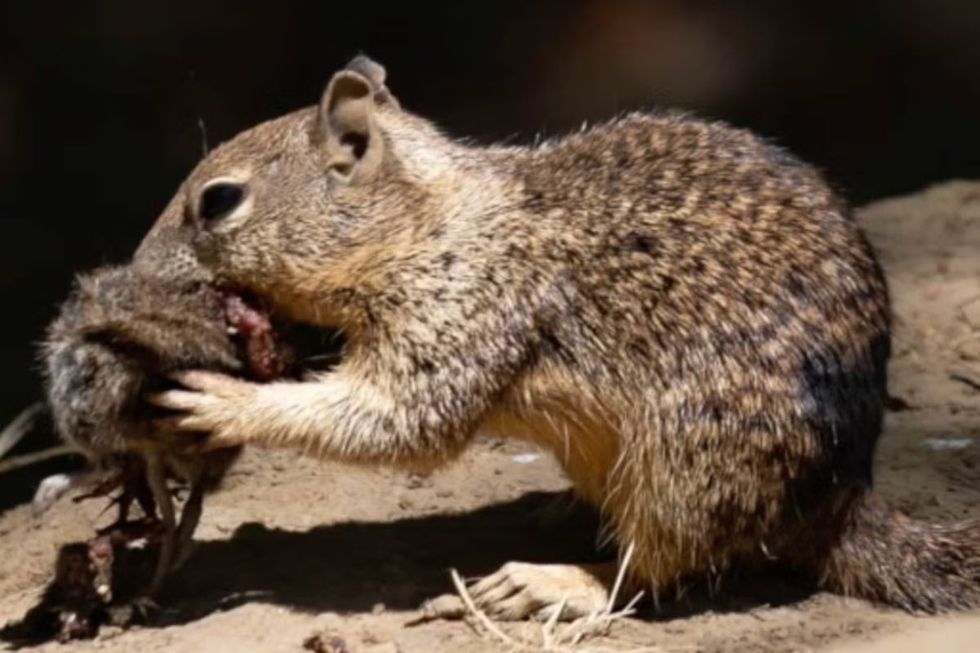 California ground squirrel consuming freshly hunted adult California vole