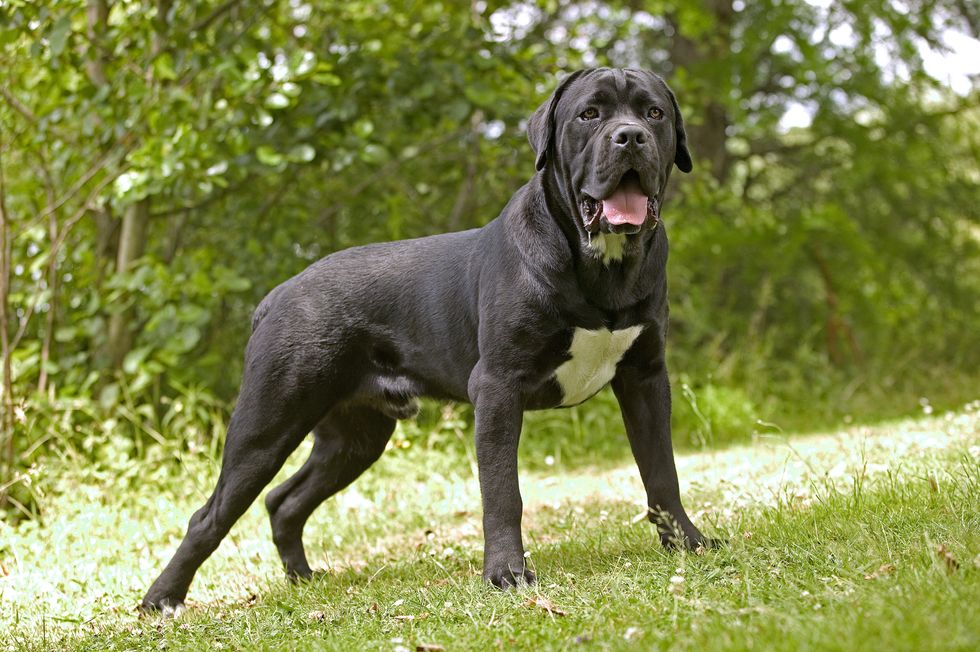 Cane Corso (stock)