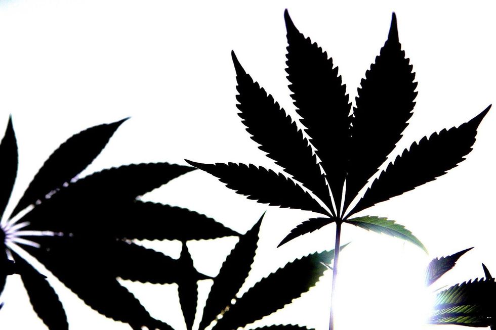 Cannabis leaves