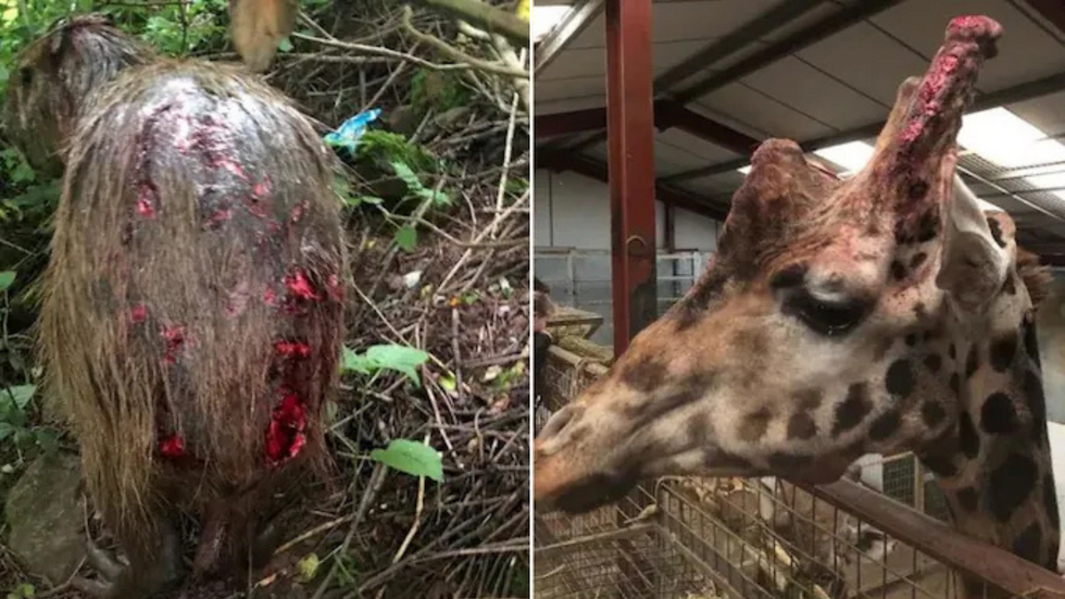 Capybara/giraffe