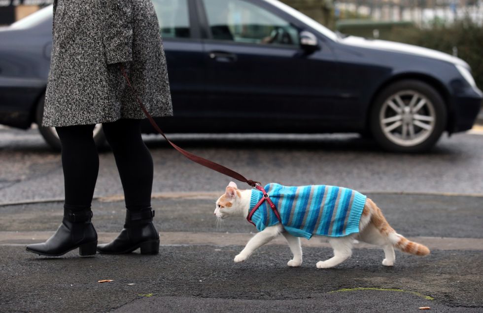 Cat on a lead