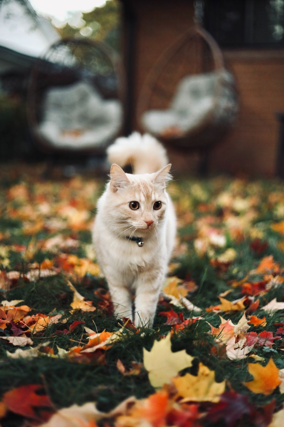 Cat on grass in garden