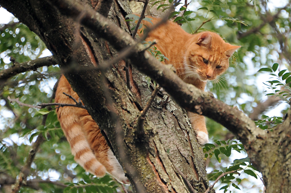 Cat stuck in tree