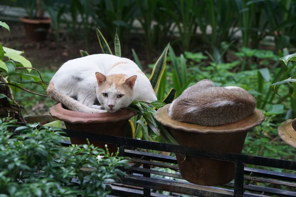 keep-cats-out-of-your-garden-with-30p-citrus-peel-trick